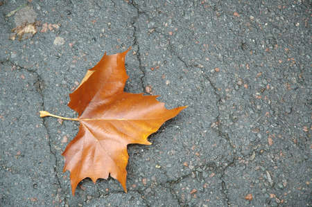 Break into leaf of plane tree in autumnの写真素材