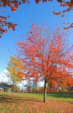 A tree with Red leaves at the Stanley Park, Vancouver, Canadaの写真素材