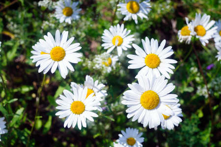 Wild daisies in the green grass.の写真素材