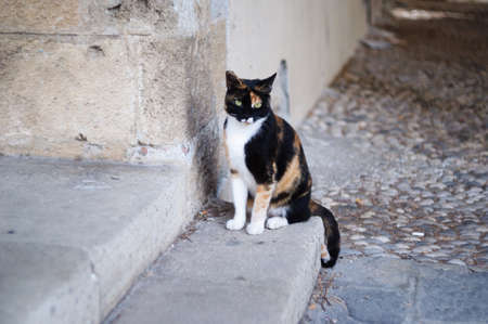 Black white red cat is on the stairs, Greece.の写真素材