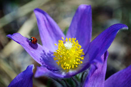 Red ladybug on blue primrose, sunny spring day.の写真素材