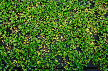 Natural green duckweed on the water background top veiw.