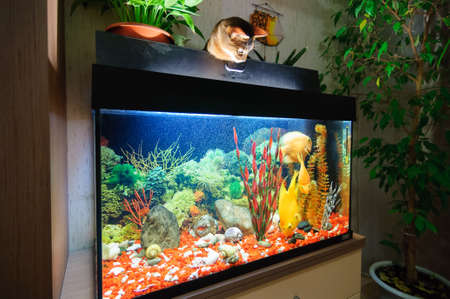 Abyssinian cat watching fish in the aquarium.