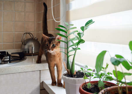 Cute Abyssinian kitten walking in the kitchen, soft focus.の写真素材