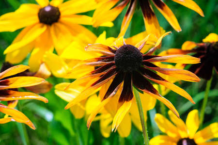 Beautiful bright yellow flowers of rudbeckia in the park.の写真素材