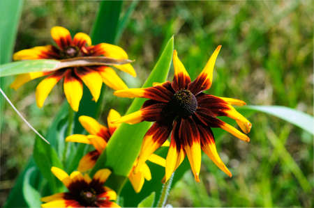 Beautiful bright yellow flowers of rudbeckia in the garden.の写真素材