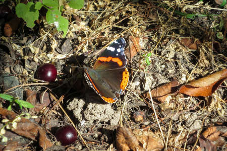 Butterfly Vanessa Atalanta in search of food.の写真素材