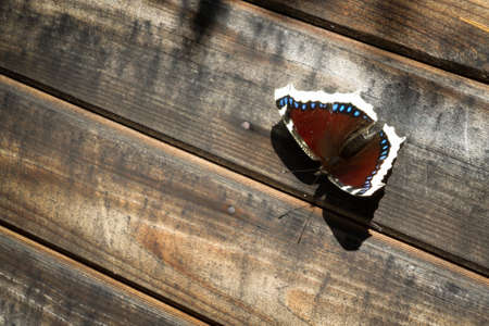 Butterfly Nymphalis antiopa sitting on an old wooden wall.の写真素材