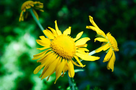 Yellow flowers Doronicum plantagineum in the summer garden, close up.の写真素材