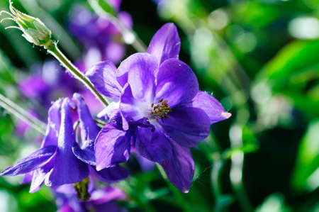 Violet flowers of viola in the garden, shallow depth of field.の写真素材