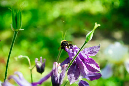 Bumblebee collects pollen on flowers, shallow depth of field.の写真素材