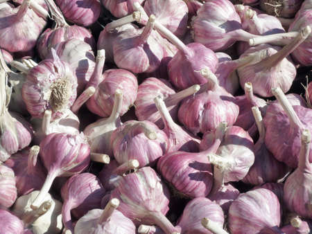 Bulbs of fresh red garlic.