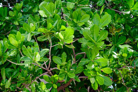 Green foliage of a tropical tree in Thailand, background.