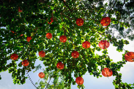 Red Chinese lanterns on a green tree, Thailand.の写真素材