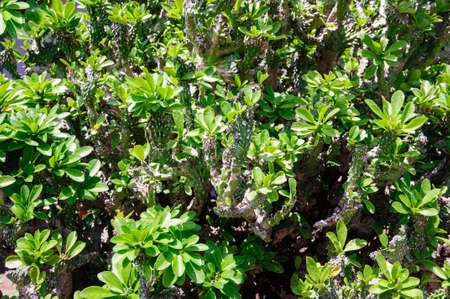 Green leaves of succulent shrub in garden, Thailand.の写真素材