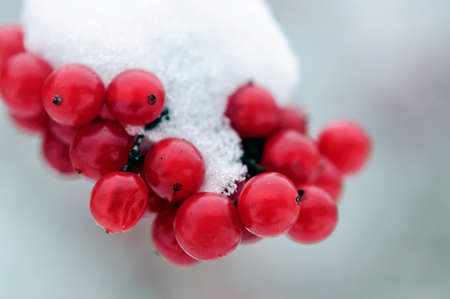 Snow-covered bunches of viburnum berries in the winter garden.の写真素材
