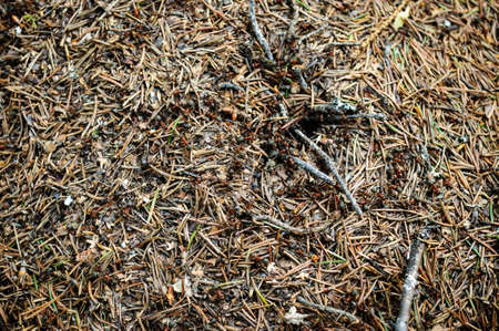 Ants build an anthill in a forest clearing, close up.の写真素材