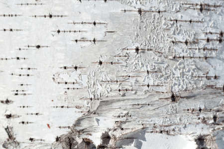 Texture of natural birch bark on the tree trunk.の写真素材