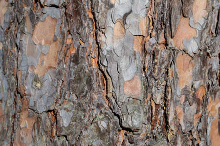 Texture of natural pine bark on the tree trunk.