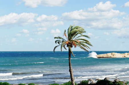 A lonely palm tree on the shore of the Mediterranean Sea, Tunisia.