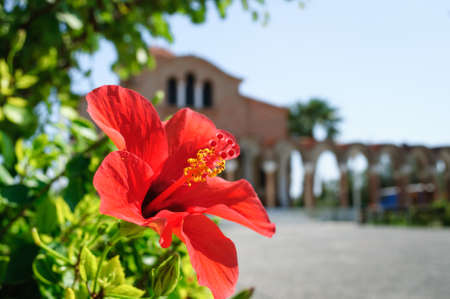 Red flower Hibiscus rosa sinensis , Rhodes, Greece, selective focusの写真素材