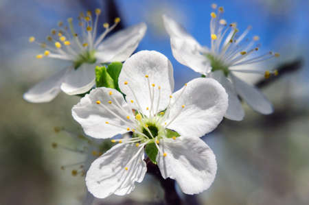 Beautiful white cherry blossom in spring garden, macro.の写真素材