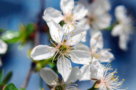 Beautiful white plum flower, shallow depth of field, macro.の写真素材