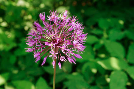 Purple inflorescence of decorative garlic in the garden, close up.