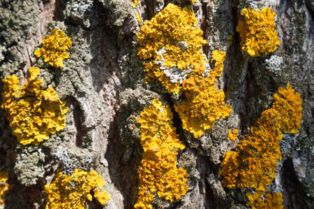 Small yellow fungi parasites on the bark of a tree, macro.の写真素材