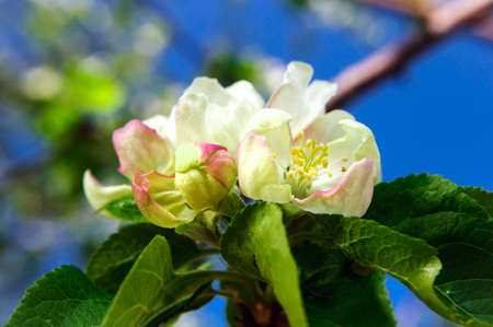 Spring apple blossom in the garden, macro.の写真素材