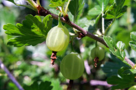 Fruits on the gooseberry Bush in the summer garden, selective focus.の写真素材