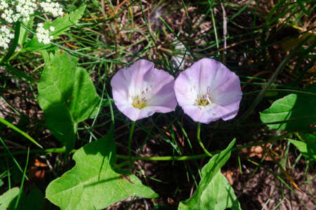 White purple flowers of bindweed in the garden, selective focus.