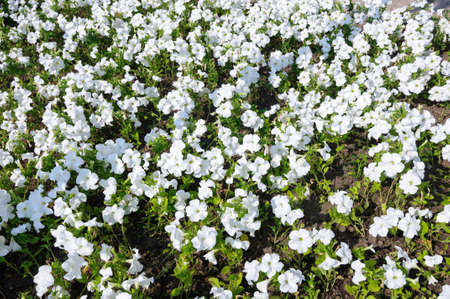 Many white flowers of Petunia in the park.