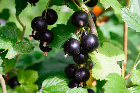 Ripe large black currant berries in the garden, close up, shallow depth of field.の写真素材
