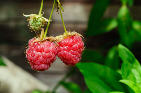 Ripe red raspberries in the garden, close up, shallow depth of field.の写真素材