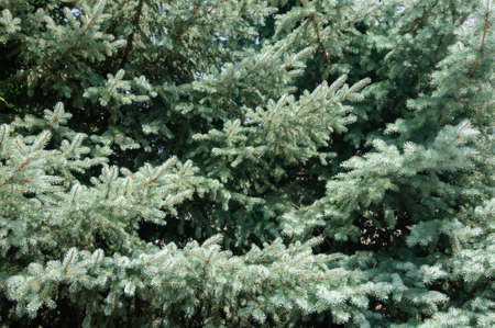 Spreading branches of blue spruce in the park.の写真素材