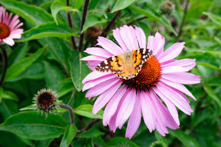 Butterfly on the flower of Echinacea in the summer garden, close up.の写真素材
