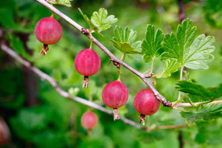 Red gooseberry berries on a branch in the garden, close up.の写真素材