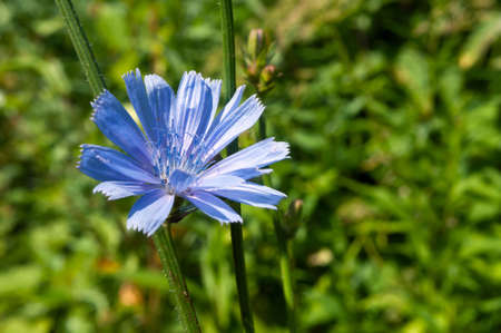 Bright blue chicory flower in summer garden, close up.の写真素材