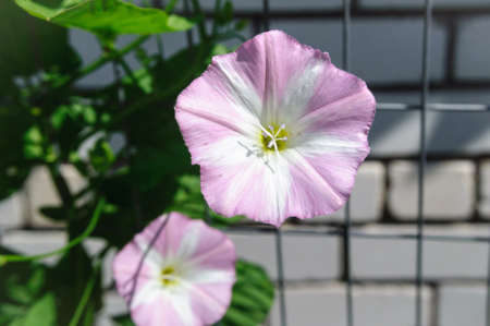 White pink flower loach in the summer garden, close up.の写真素材