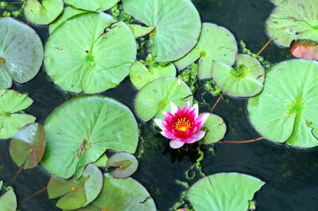 Bright red water Lily in the garden, shallow depth of field.の写真素材