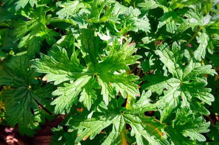 Green leaves of Geranium pratense in the garden, background.の写真素材