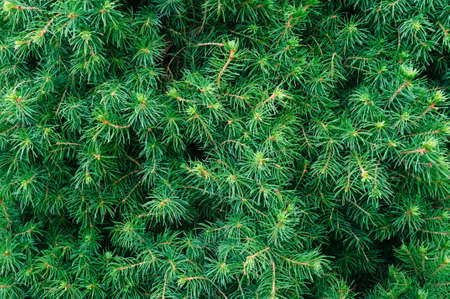 Branches of Picea glauca conica spruce in the garden., backgroundの写真素材