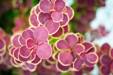 The red foliage of barberry Thunberg in the garden, shallow depth of field.の写真素材