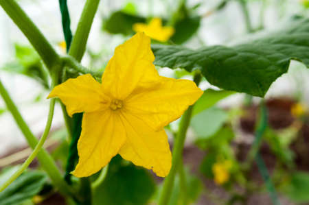 Bright yellow cucumber flower in a greenhouse, close up.の写真素材