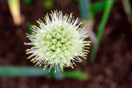 White scallion flowers in the summer garden.の写真素材