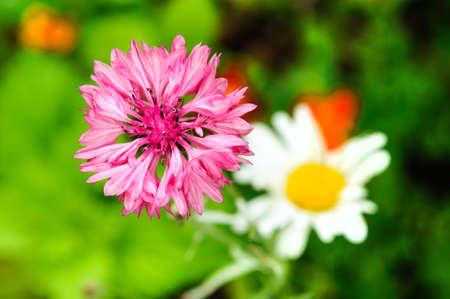 Bright purple flower of a cornflower in a summer garden.の写真素材