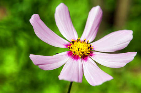 Pale pink flowers of the cosmos in the garden.の写真素材