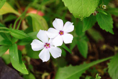 Bright white flowers of phlox in the garden.の写真素材
