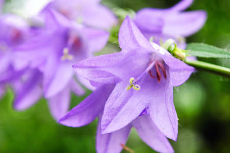 Purple flowers of Campanula in the garden.の写真素材